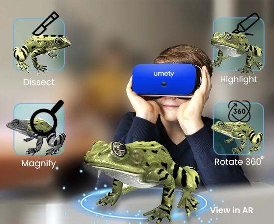 Umety 3D Interactive Models