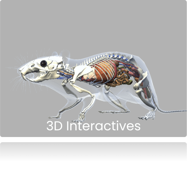3D Interactives
